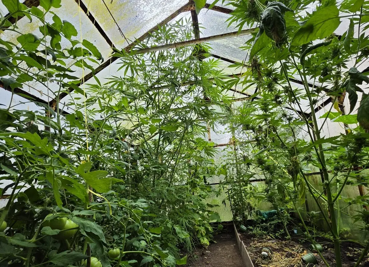 Zatrzymania w Dobrym Mieście związane z uprawą konopi