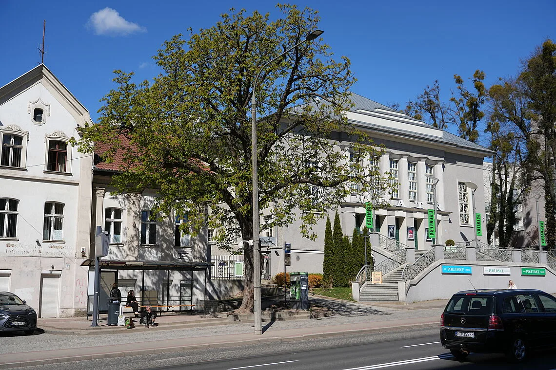 Decyzja o wycince kasztanowca przy Teatrze im. Stefana Jaracza